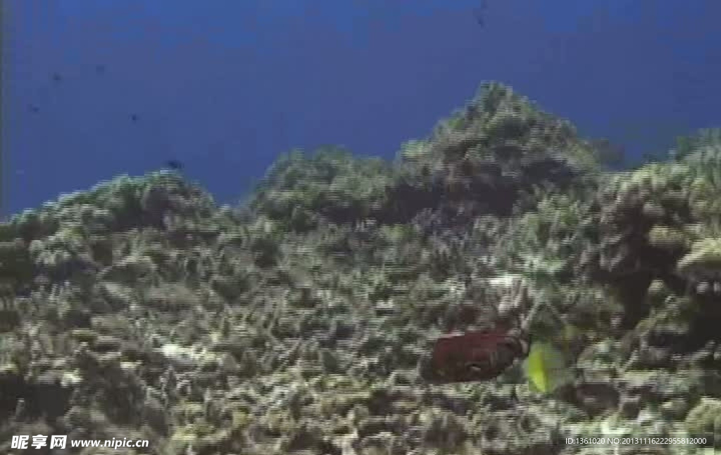 海底海洋生物视频素材