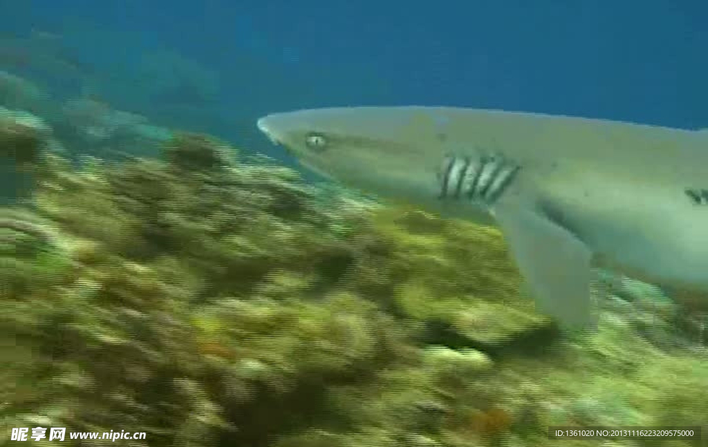 海底海洋生物视频素材