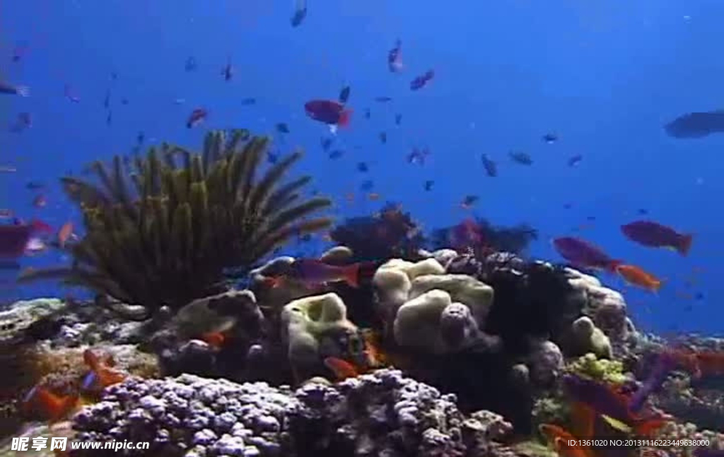 海底海洋生物视频素材