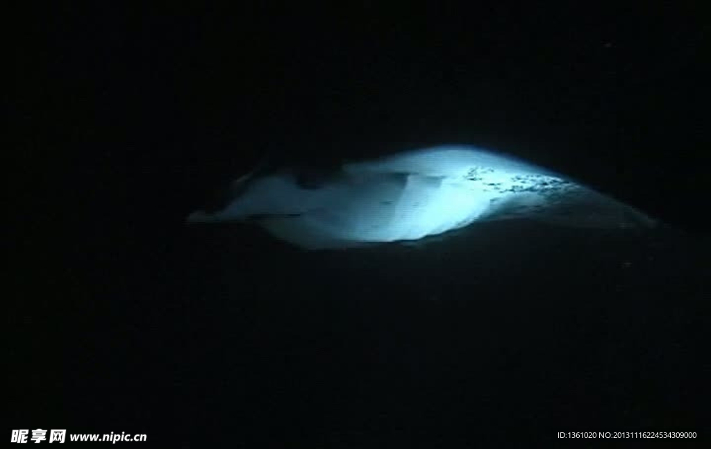 海底海洋生物视频素材