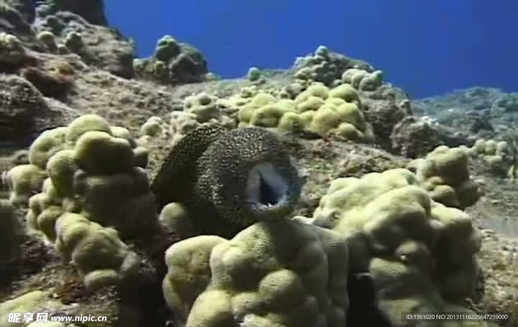 海底海洋生物视频素材