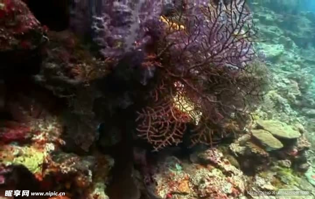 海底海洋生物视频素材