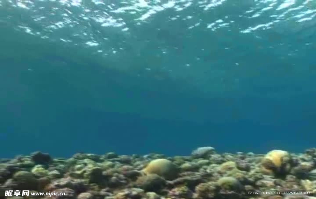 海底海洋生物视频素材