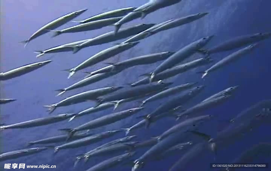 海底海洋生物视频素材