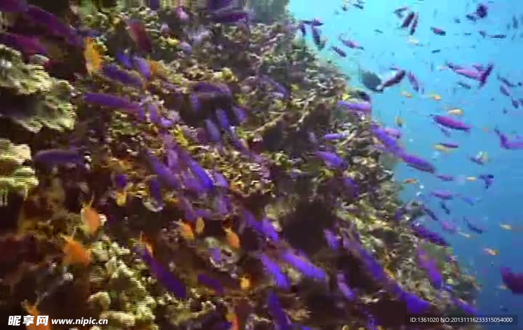 海底海洋生物视频素材