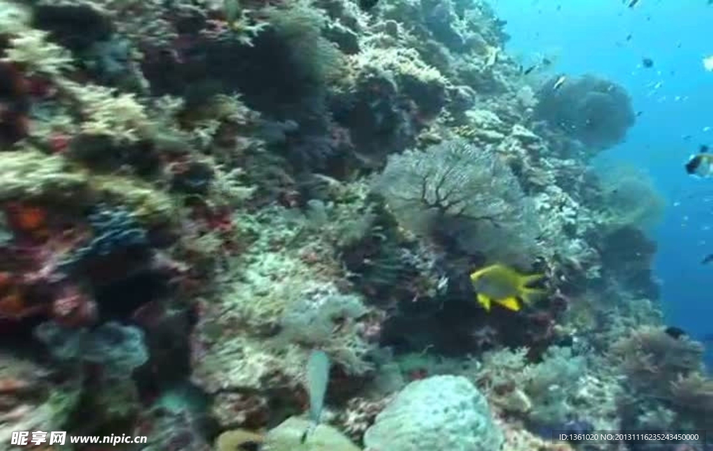 海底海洋生物视频素材