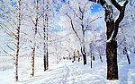 雪景