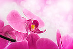兰花