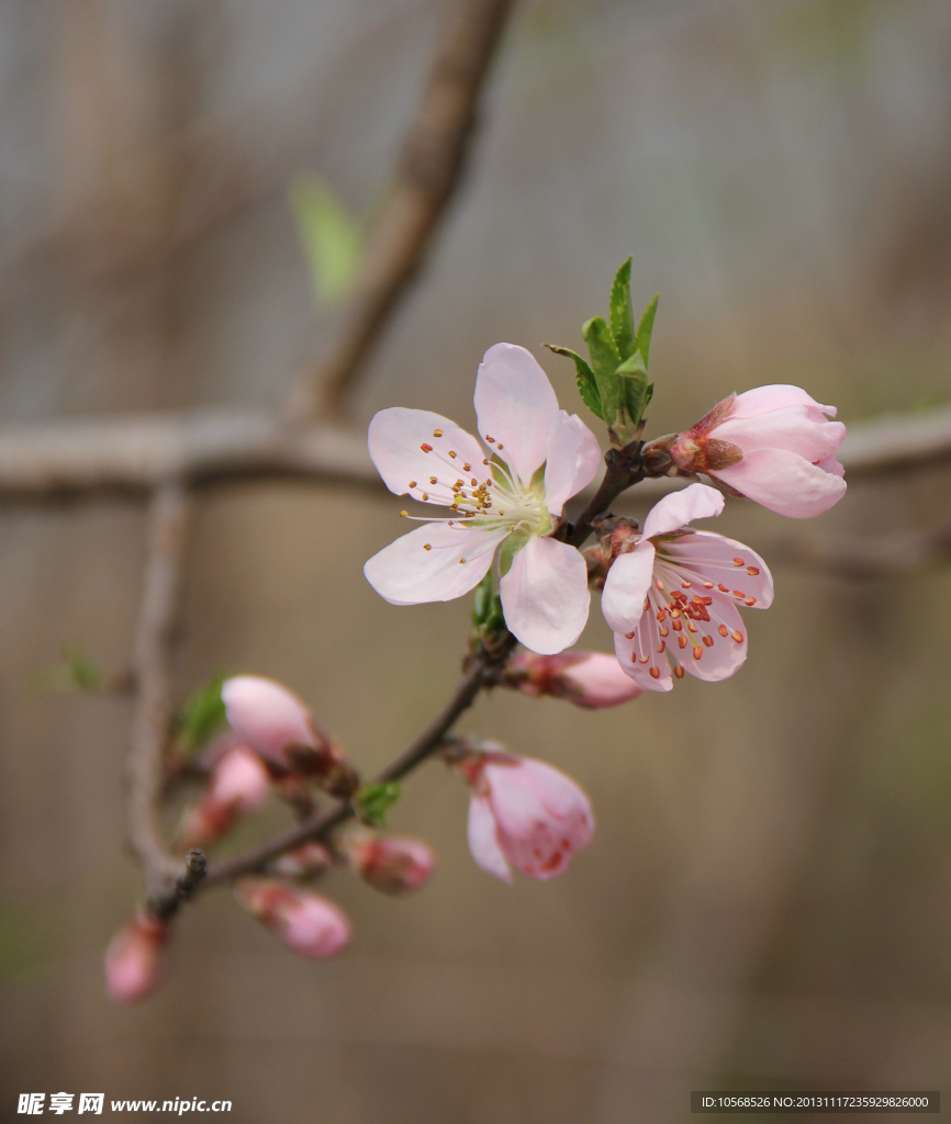 桃花