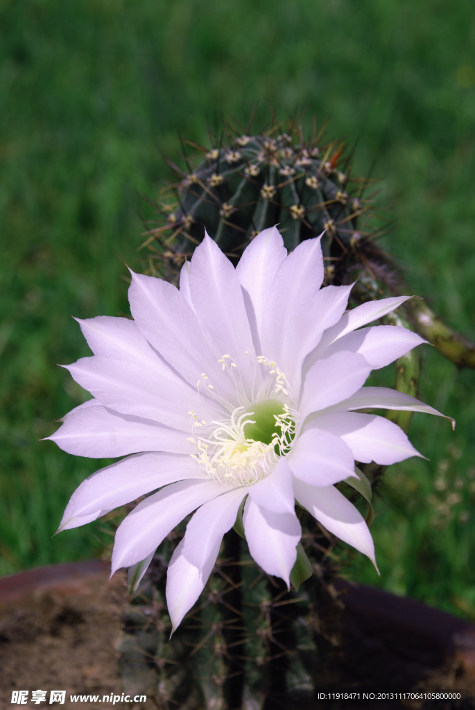 仙人球花
