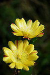仙人掌花