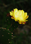 仙人掌花