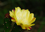仙人掌花