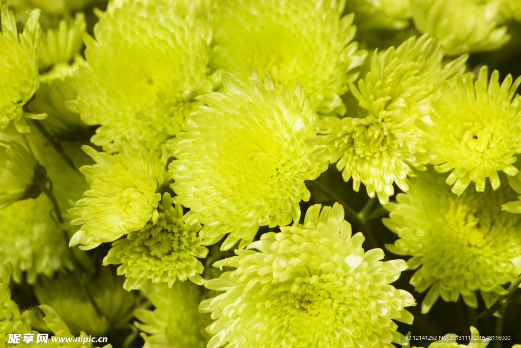 菊花