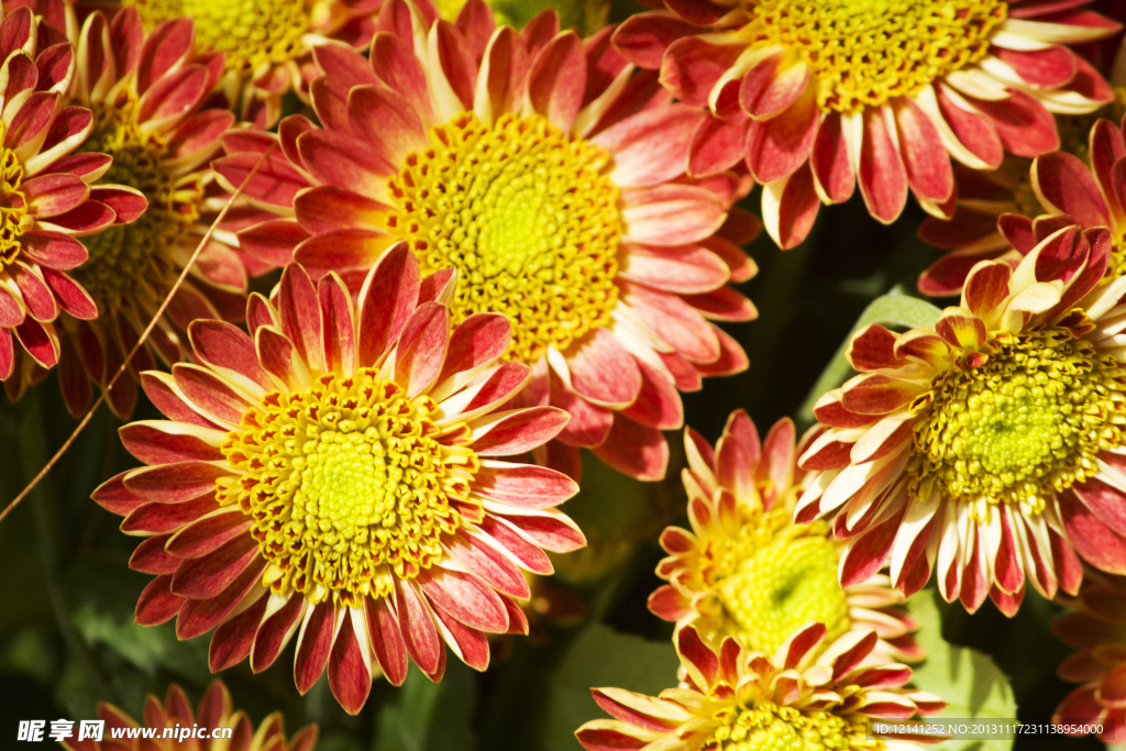 菊花