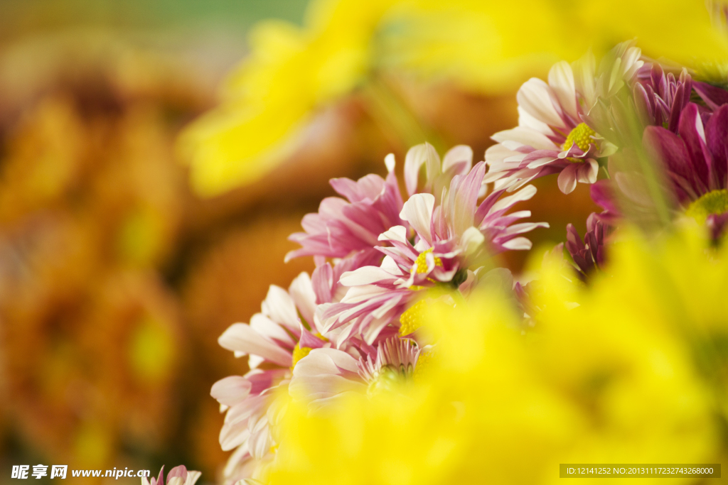 菊花