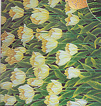 郁金香