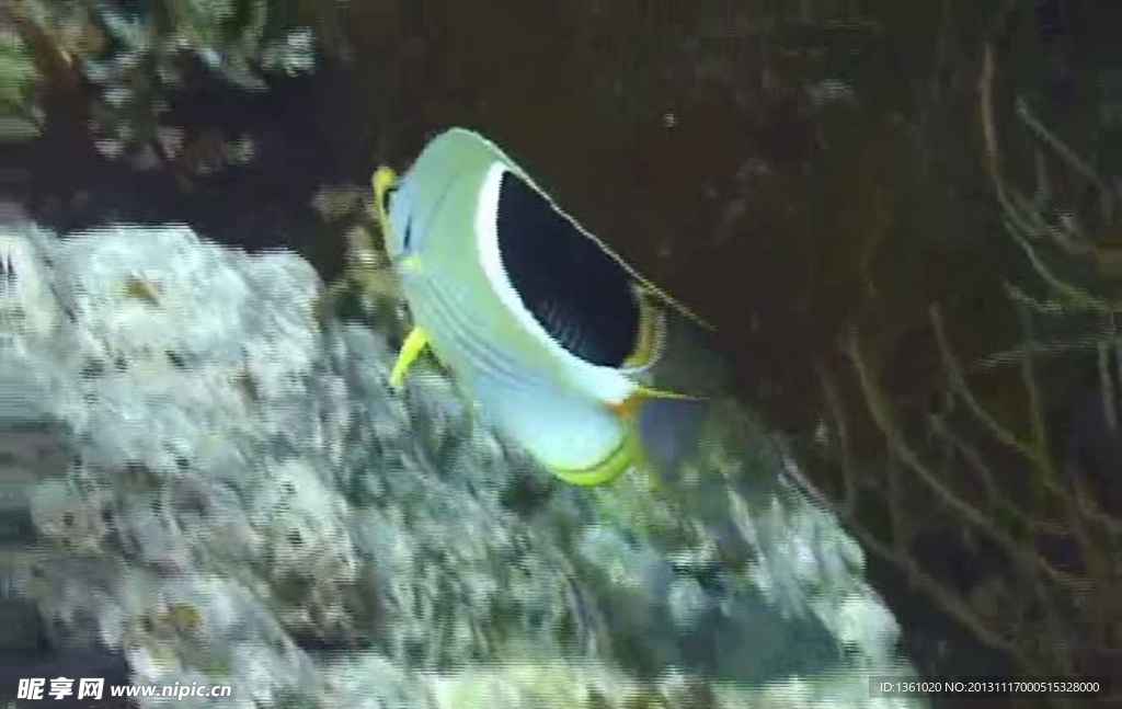 海底海洋生物视频素材
