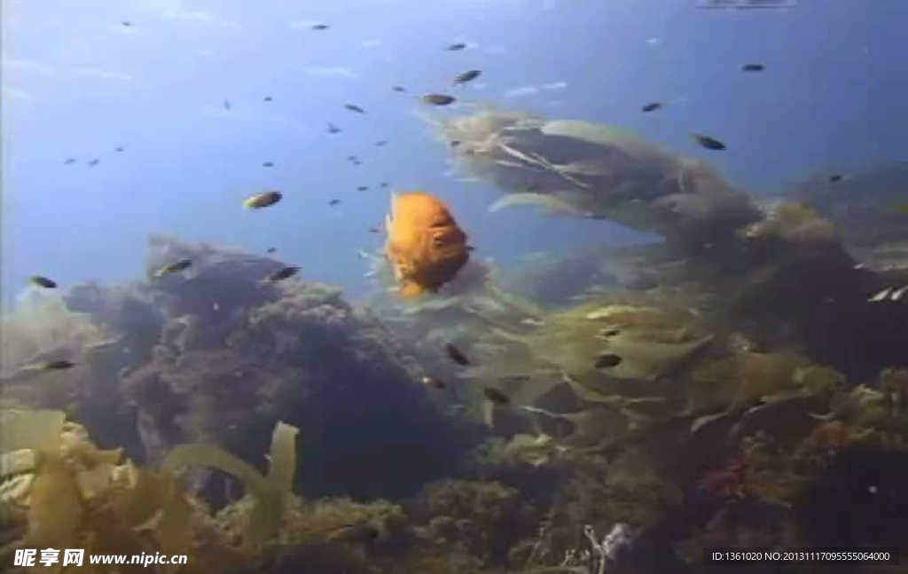 海底海洋生物视频素材