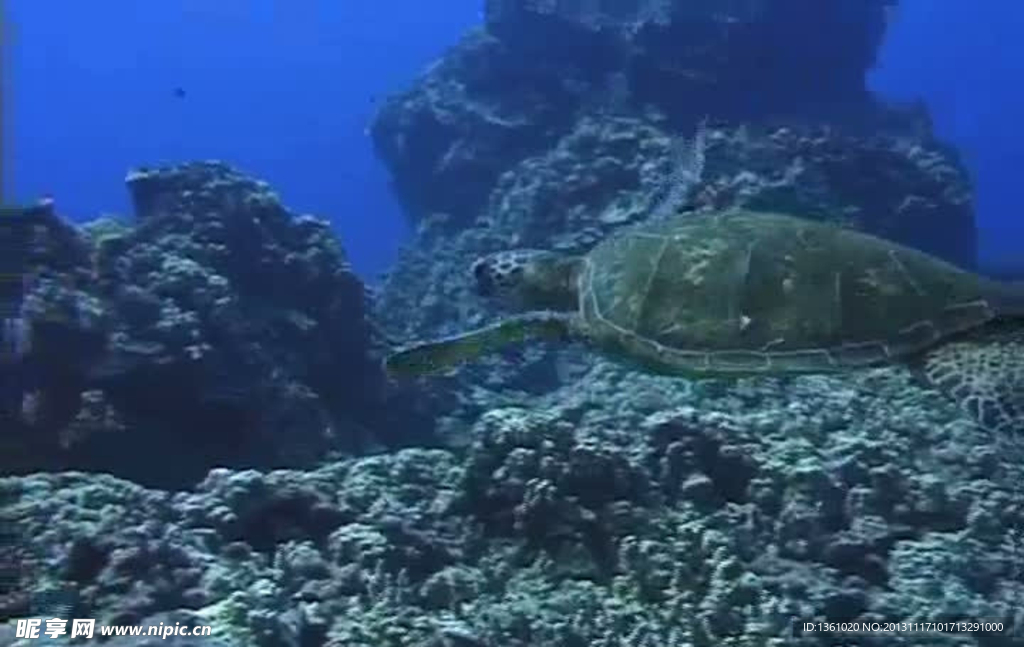 海洋海底生物视频素材