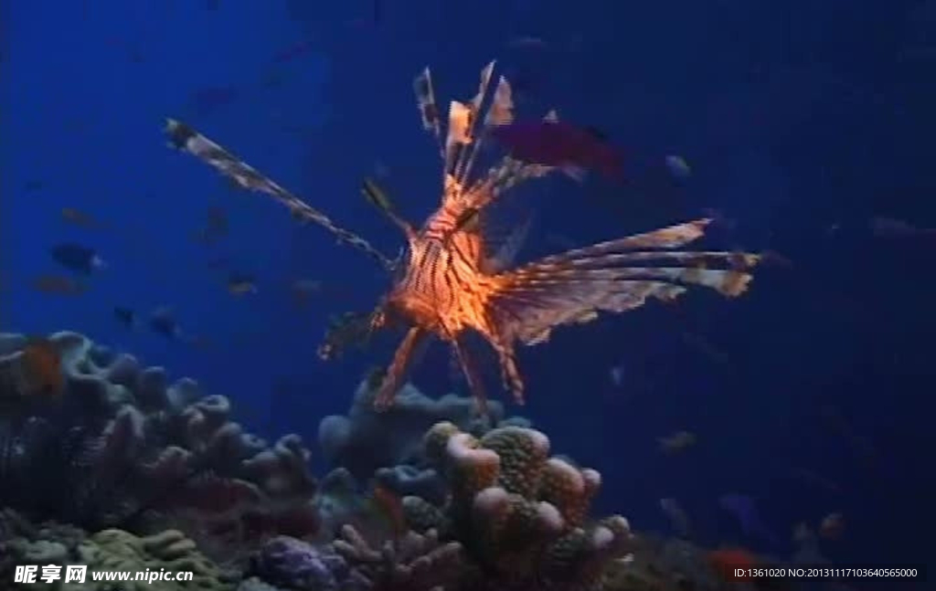 海底海洋生物视频素材