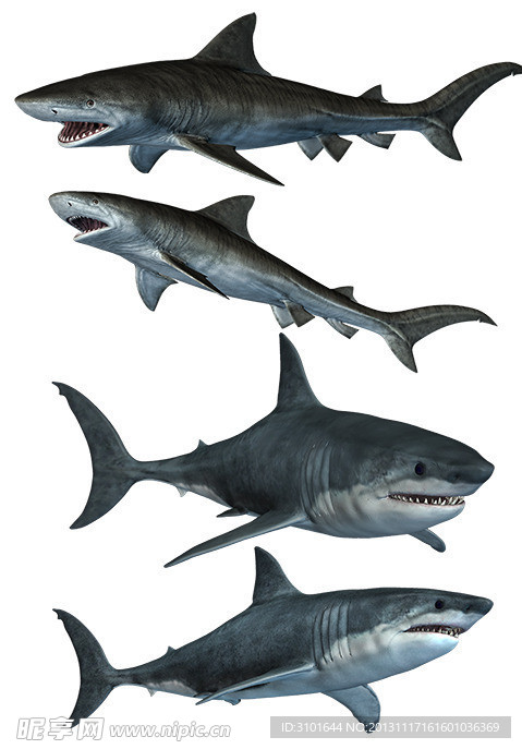 鲨鱼（抠图）
