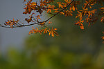 秋树叶