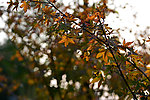秋树叶