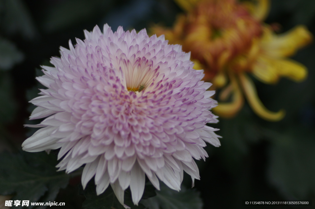 瘦西湖菊花