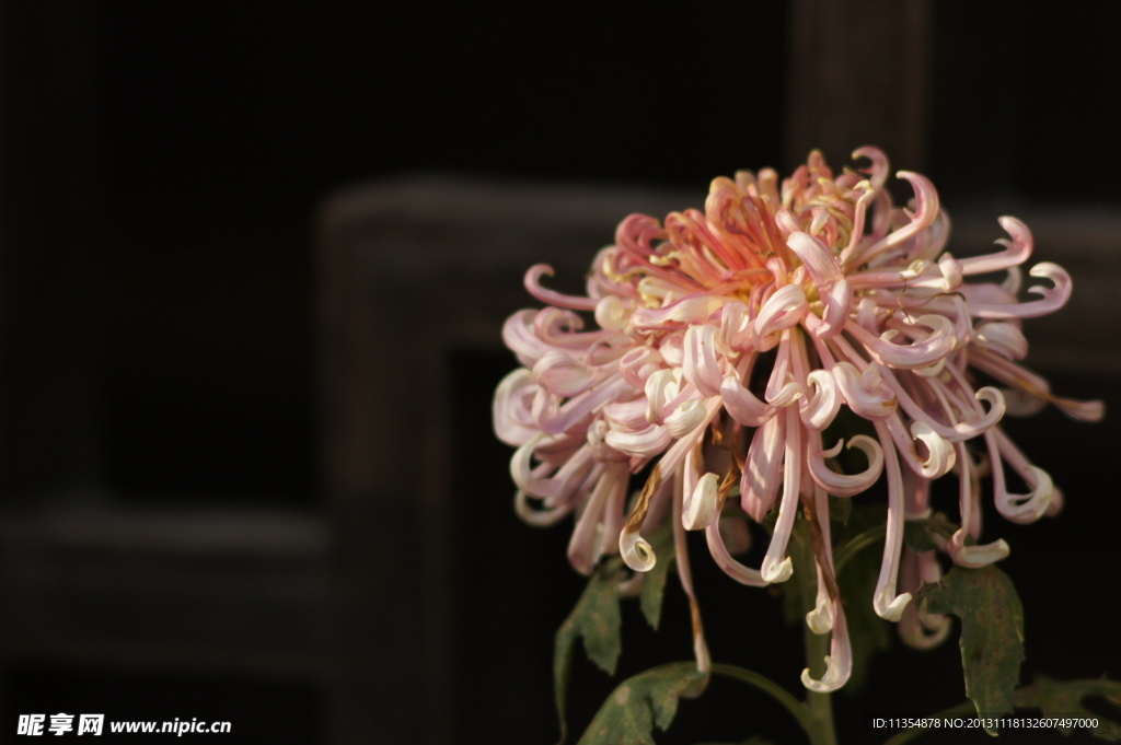 瘦西湖菊花