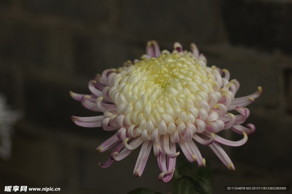 瘦西湖菊花