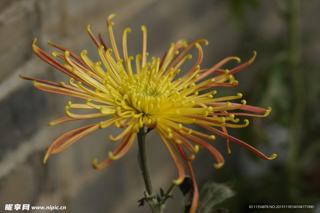 瘦西湖菊花