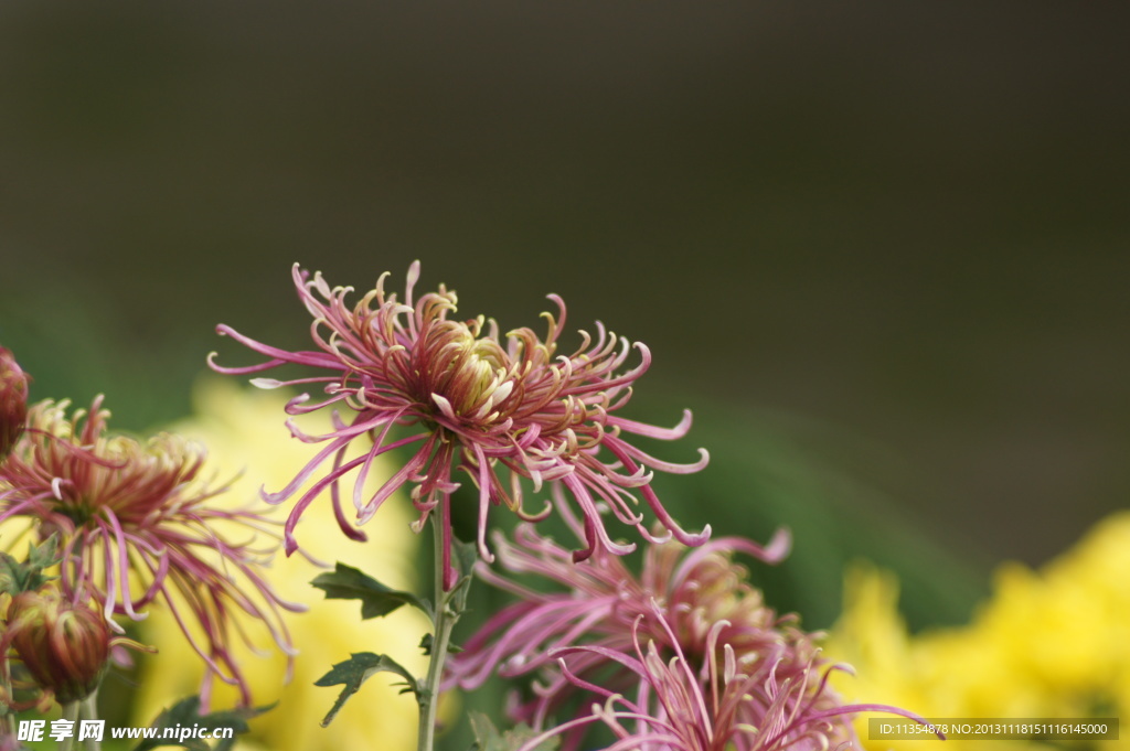 瘦西湖菊花