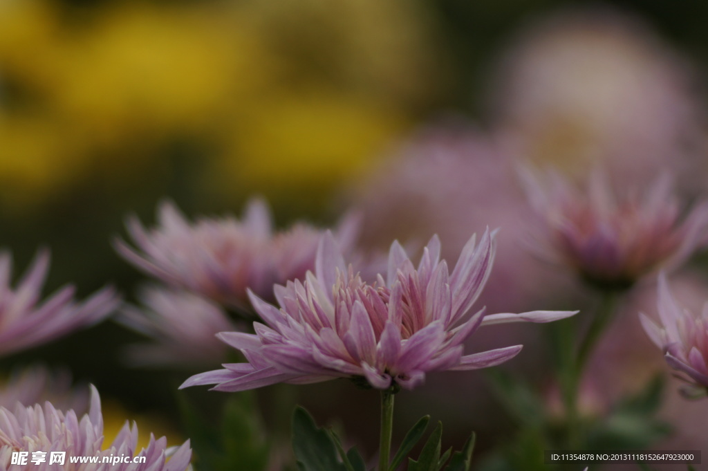 瘦西湖菊花