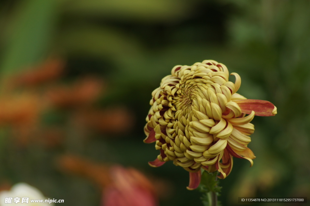 瘦西湖菊花