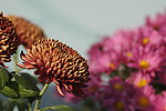 瘦西湖菊花