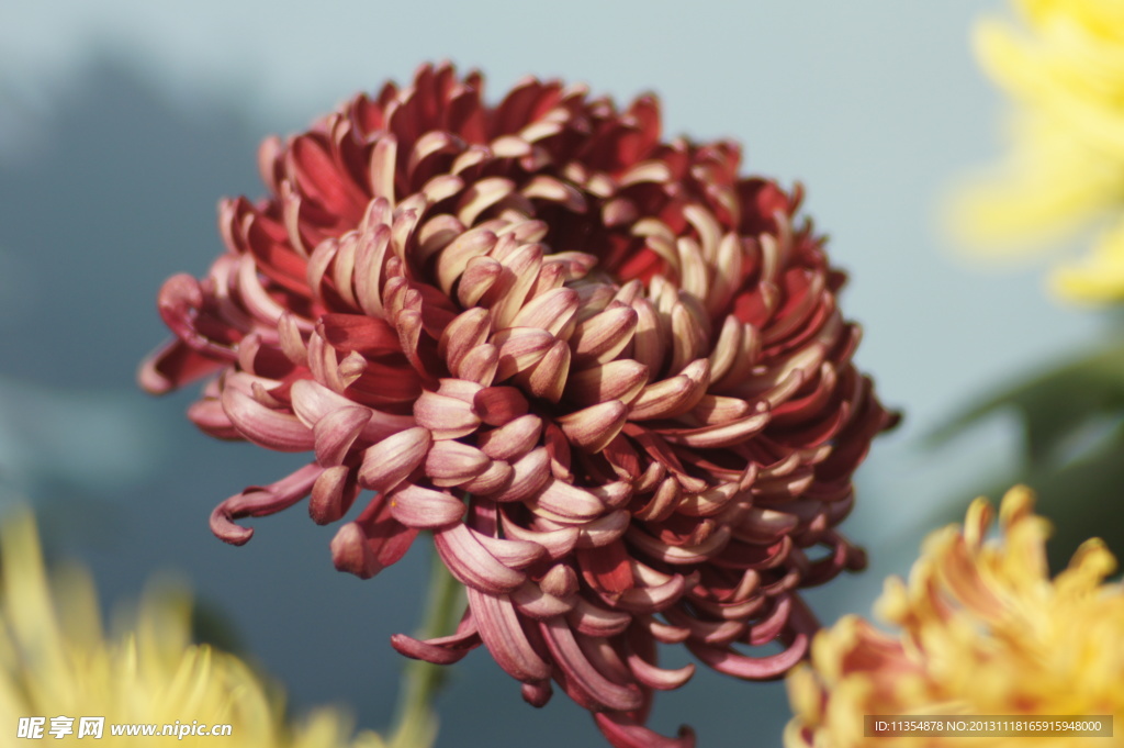 瘦西湖菊花