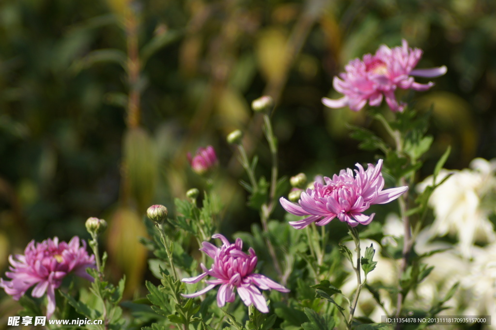 瘦西湖菊花