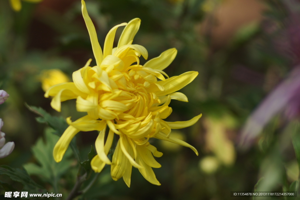 瘦西湖菊花