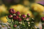 瘦西湖菊花