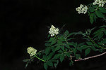 校园老鸹眼树花