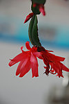 蟹爪兰花