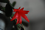 蟹爪兰花
