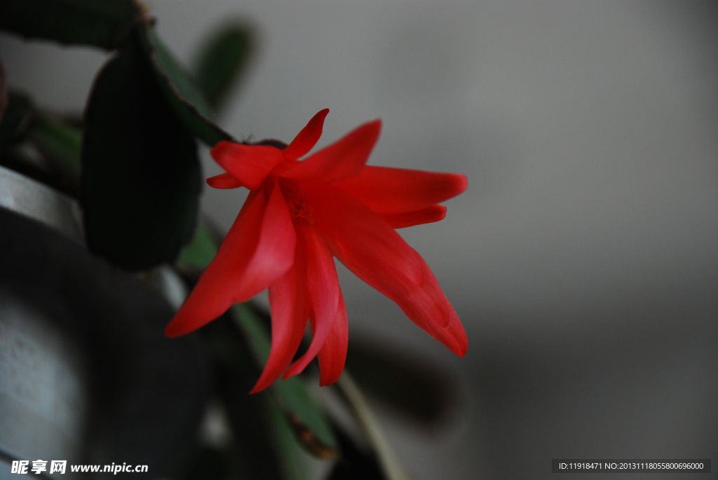 蟹爪兰花