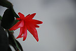 蟹爪兰花