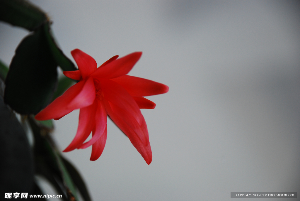 蟹爪兰花