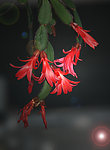 蟹爪蓝花