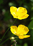 野大烟花