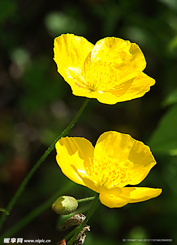 野大烟花