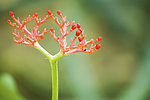 花卉
